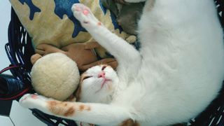 A cat in a basket with toys