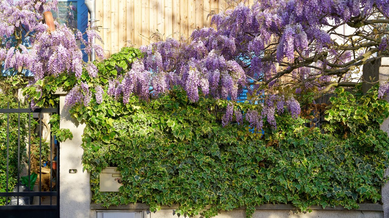 Wisteria and English ivy covering a garden fence