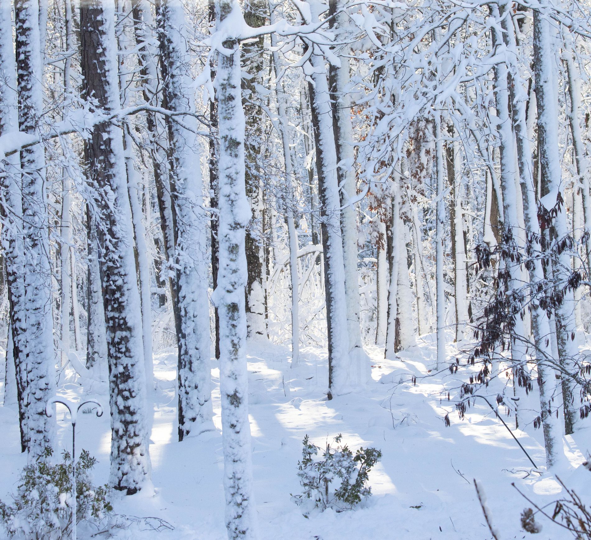 GuruShots - Mostly White October 2025
