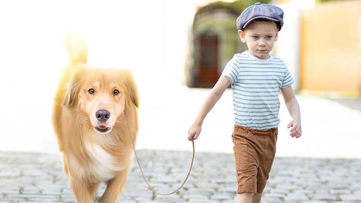 Boy leading golden retriever dog