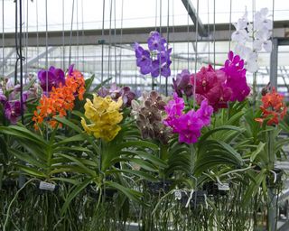 orchids growing in a glasshouse