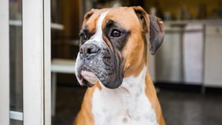 One of the best dog breeds for first-time owners: Boxer dog looking outside with kitchen behind