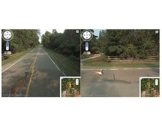 The Street View car also ran over a deer