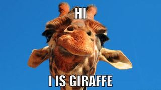 Giraffe meme
