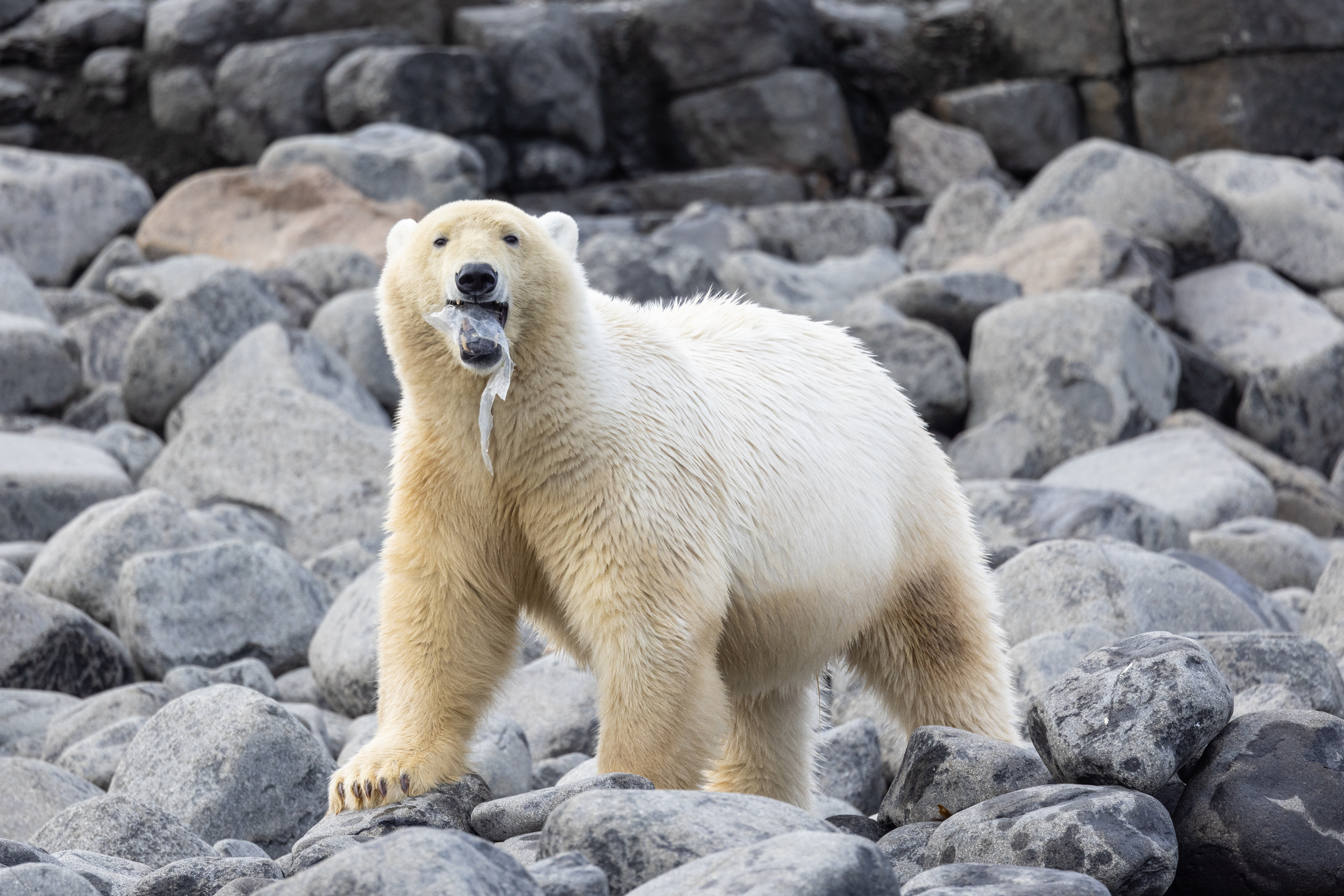 Polar bear with plastic in its mouth standing on rocks.