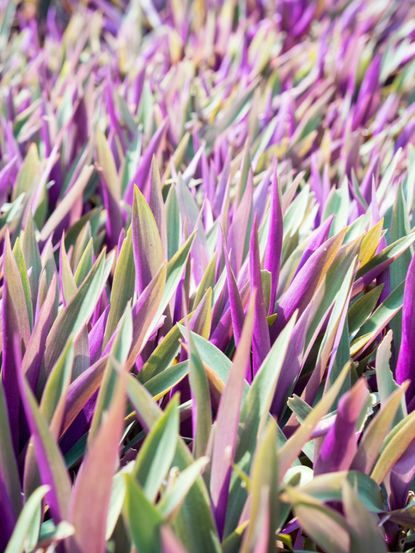 Purple-Green Rhoeo Plants