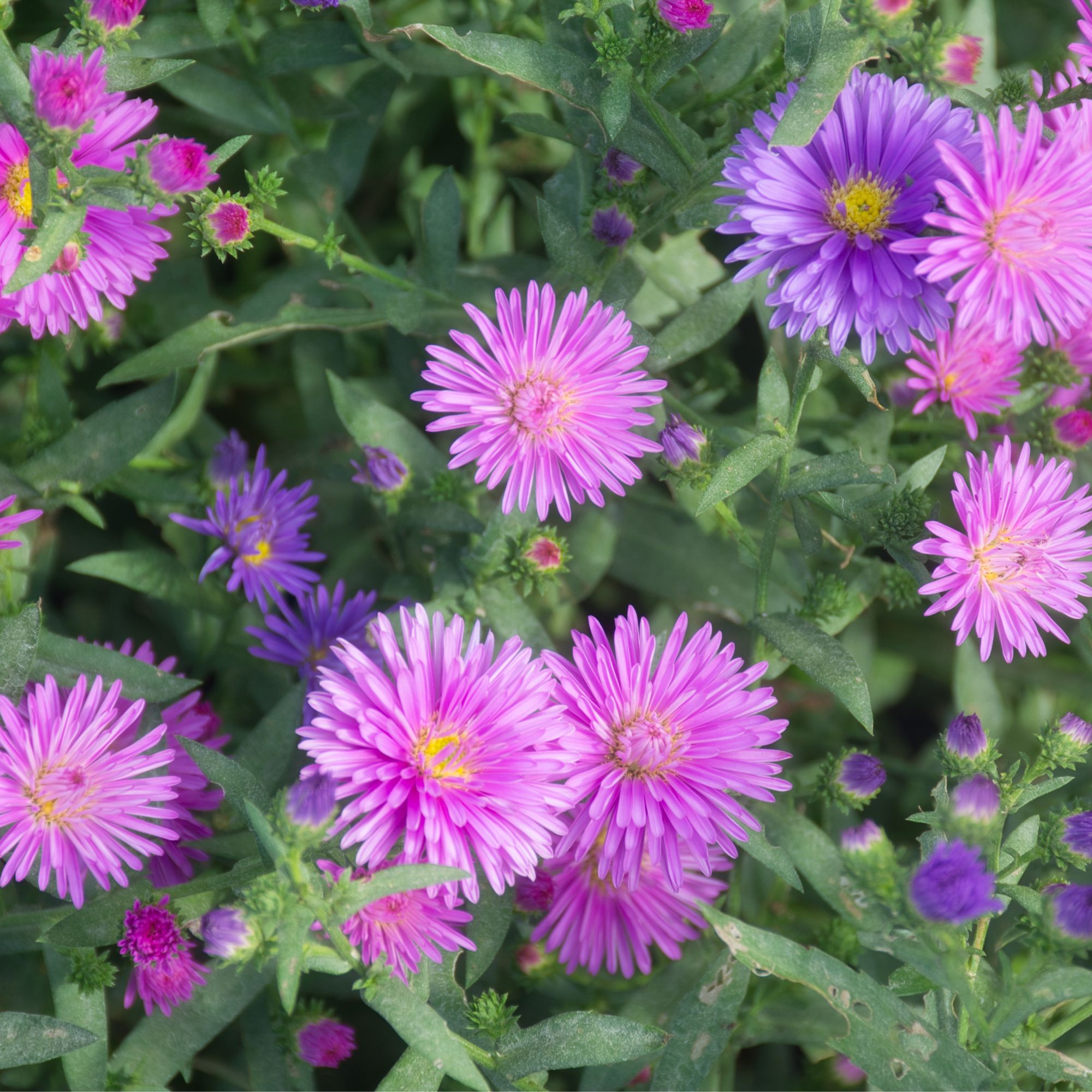 asters