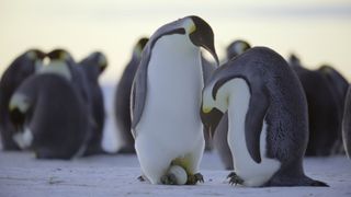 Emperor Penguins