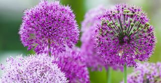 close up of purple Alliums in bloom