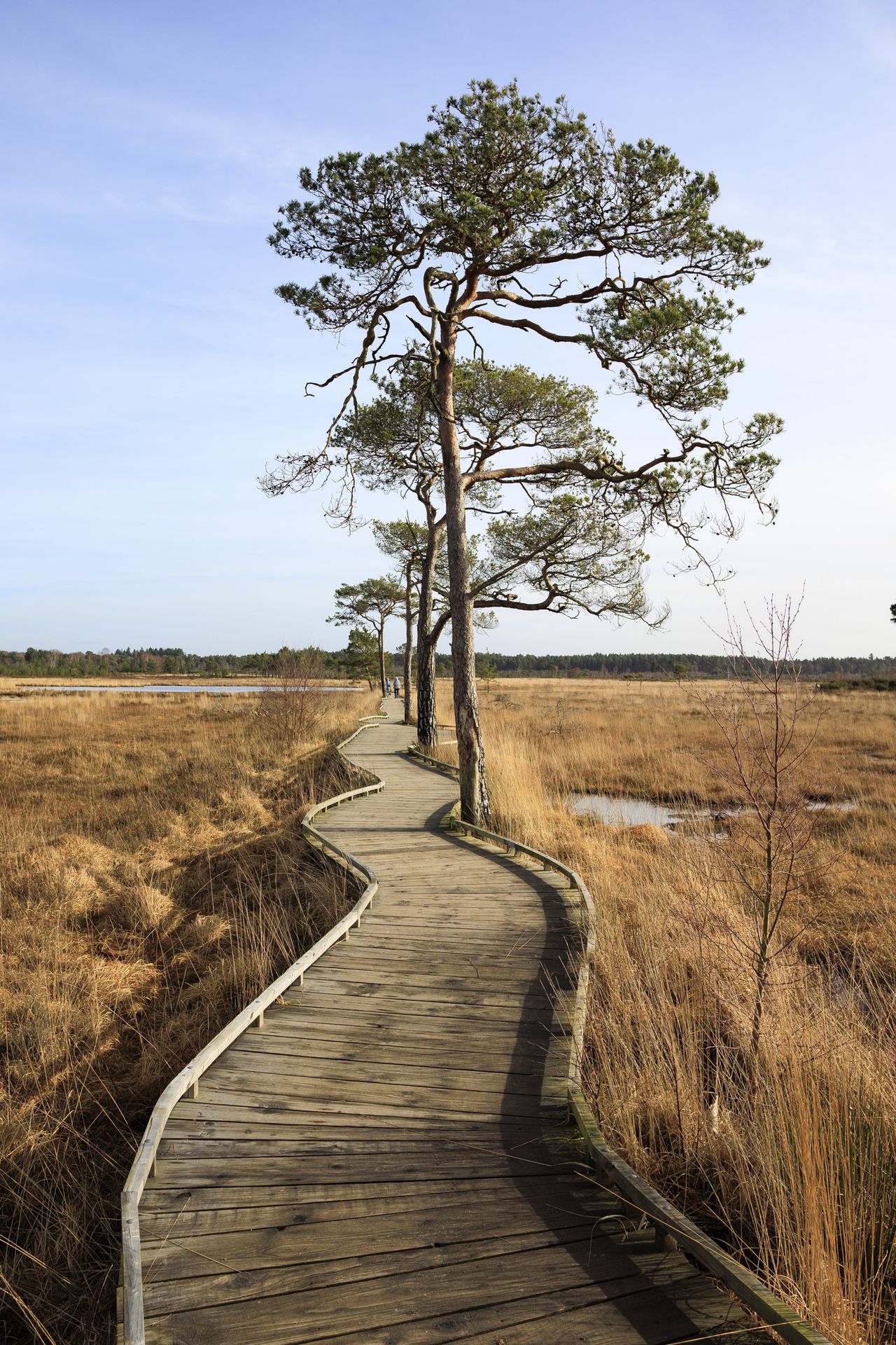 Sigma 16mm F1.4 DC DN Contemporary image gallery: a boardwalk leading up to tree on a sunny day