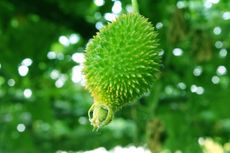 Green Teasel Hedgehog Gourd Plant