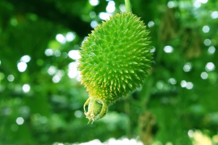 Green Teasel Hedgehog Gourd Plant