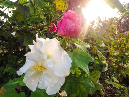 27 Stunning Pink Rose Varieties For Your Garden