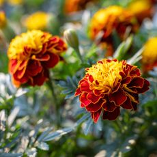 French marigolds