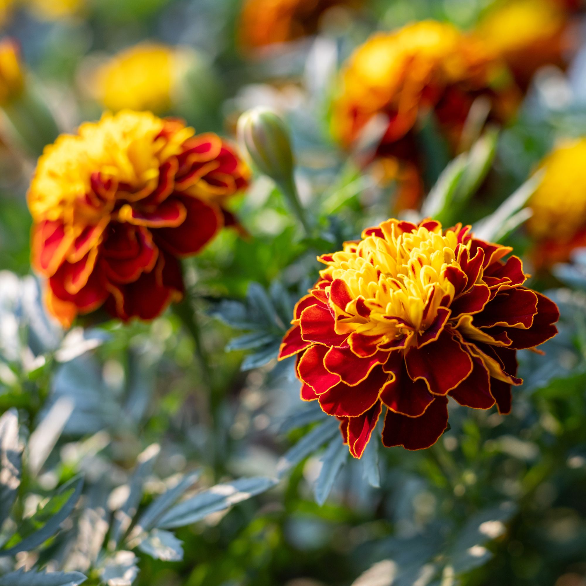 French marigolds