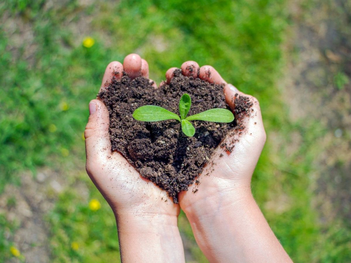 Native Plants That Improve Soil Quality Gardening Know How