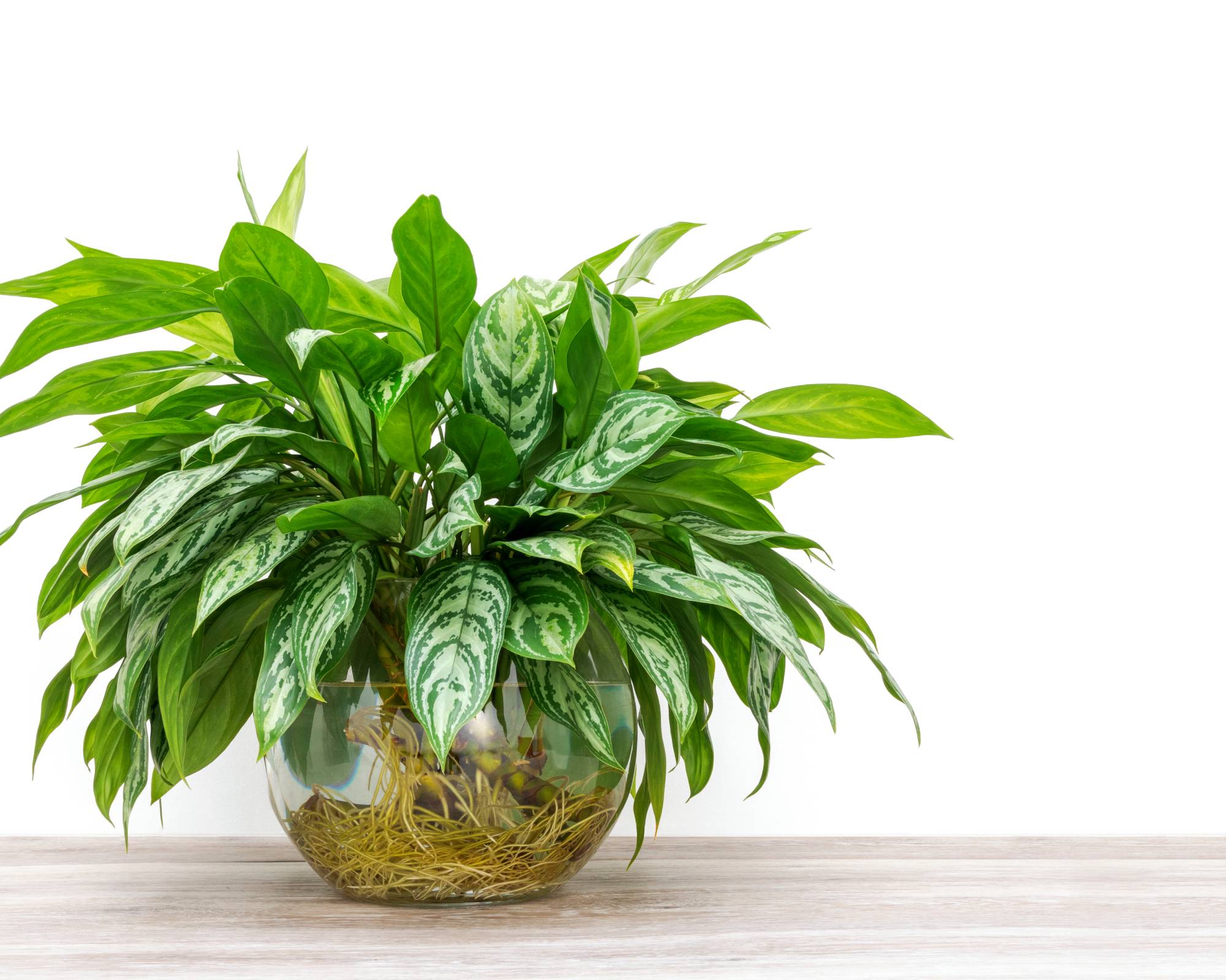 Chinese evergreen plant growing in water