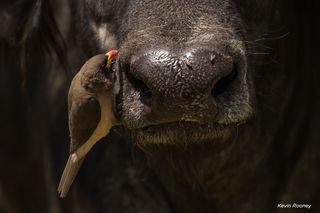 Oxpecker cleaning the nose of the buffalo was taken in Mara North Conservancy in Kenya