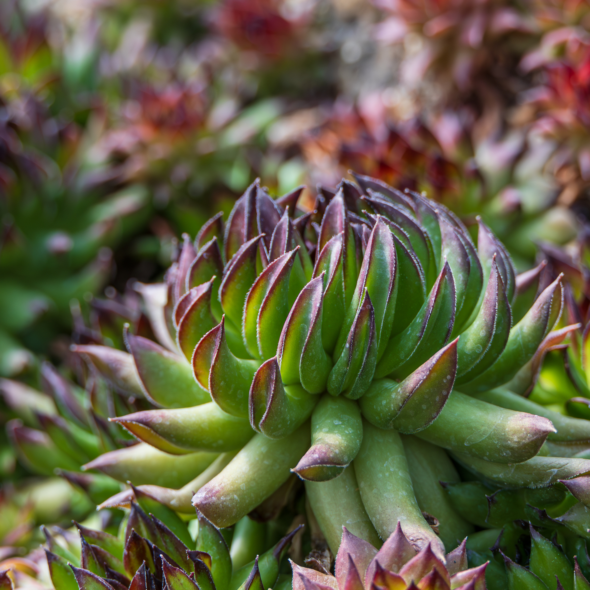 Orostachys succulent close up by EUNBI-KIM, GettyImages-2205479945