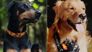 best Halloween dog collars