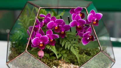 Purple orchid planted in a terrarium