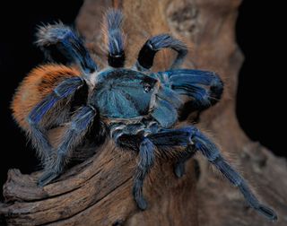 A blue tarantula.