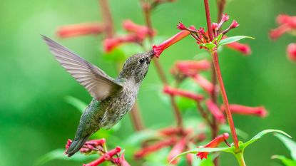 A gray humming bird with its beak in long red flower