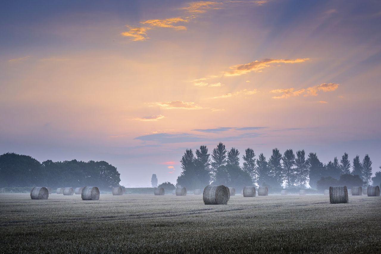 PICTURE OF THE DAY: A distant frisson of summer morning mist and a field full of freshly harvested cylindrical straw bales presents a beautifully bucolic scene in farmland near North Bersted, West Sussex.