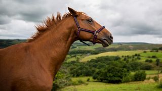 chestnut horse afraid