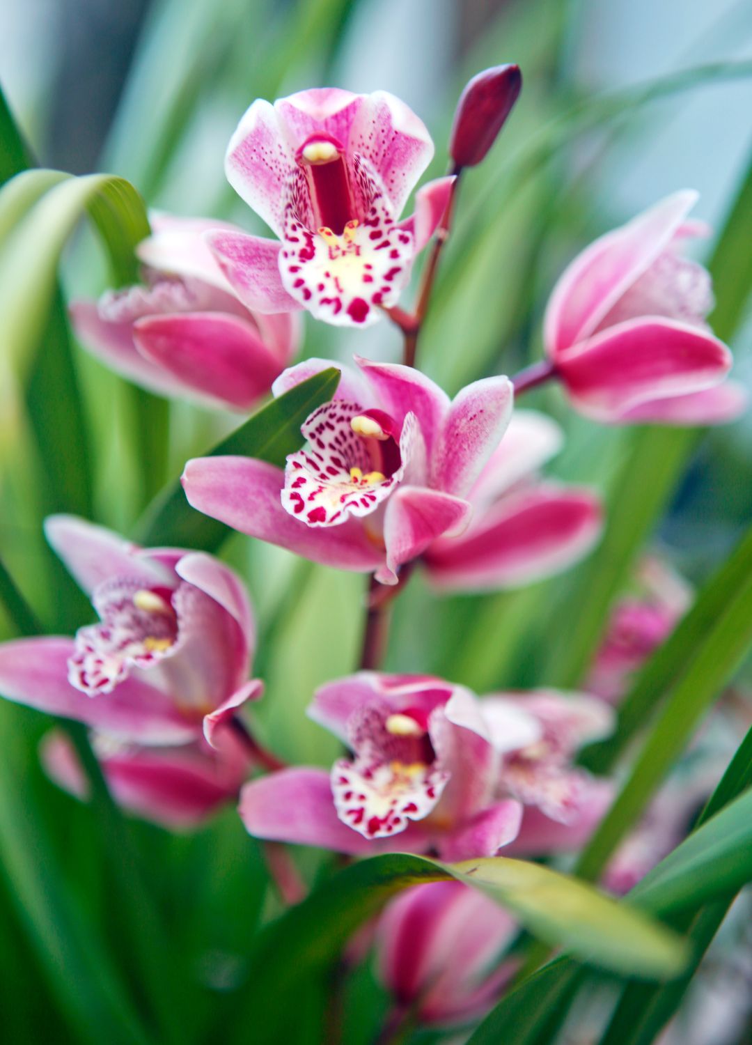 picture of japanese pink orchid