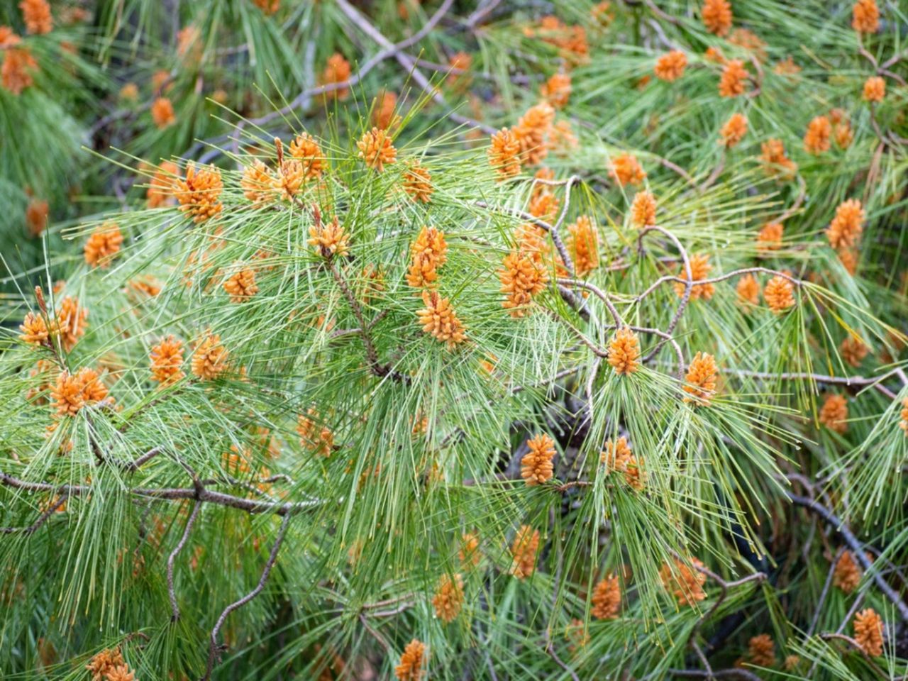 Aleppo Pine Tree