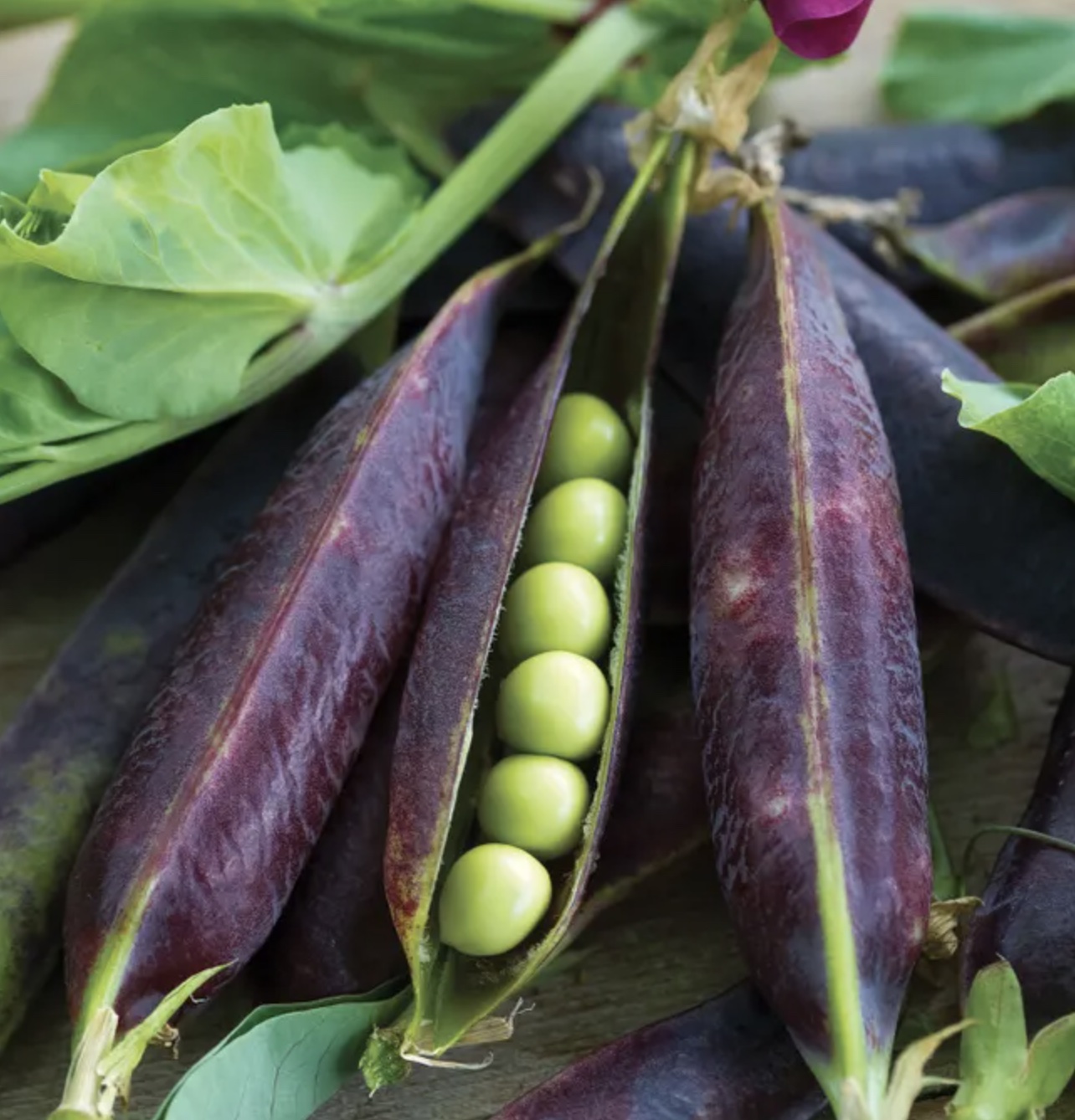 heirloom purple podded peas from Burpee
