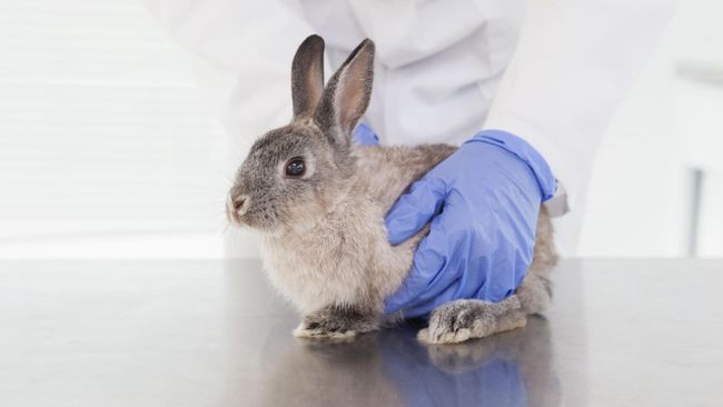 32 common illnesses rabbits can get | PetsRadar