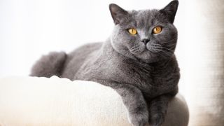 British Shorthair cat