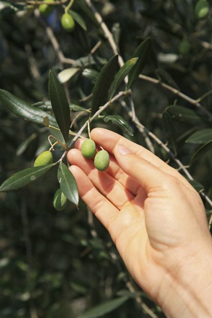 harvest olives