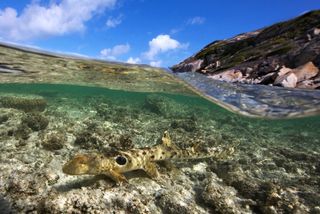 Epaulette shark