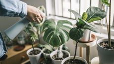Person in a denim long-sleeved shirt watering monstera plants indoors