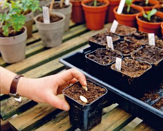 Planting squash seeds into individual pots