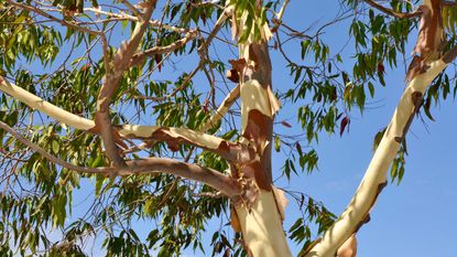 eucalyptus tree