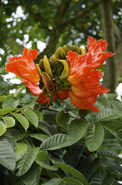 African Tulip Tree