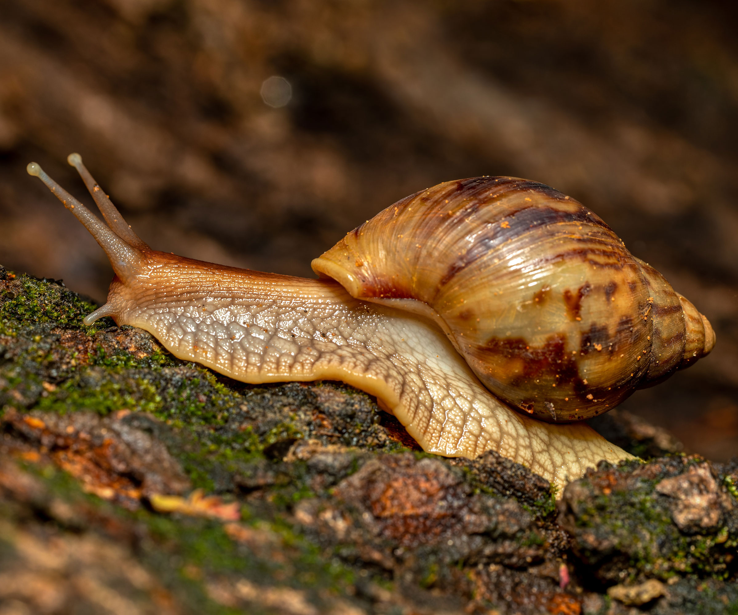 giant African snail sliding along tree surface