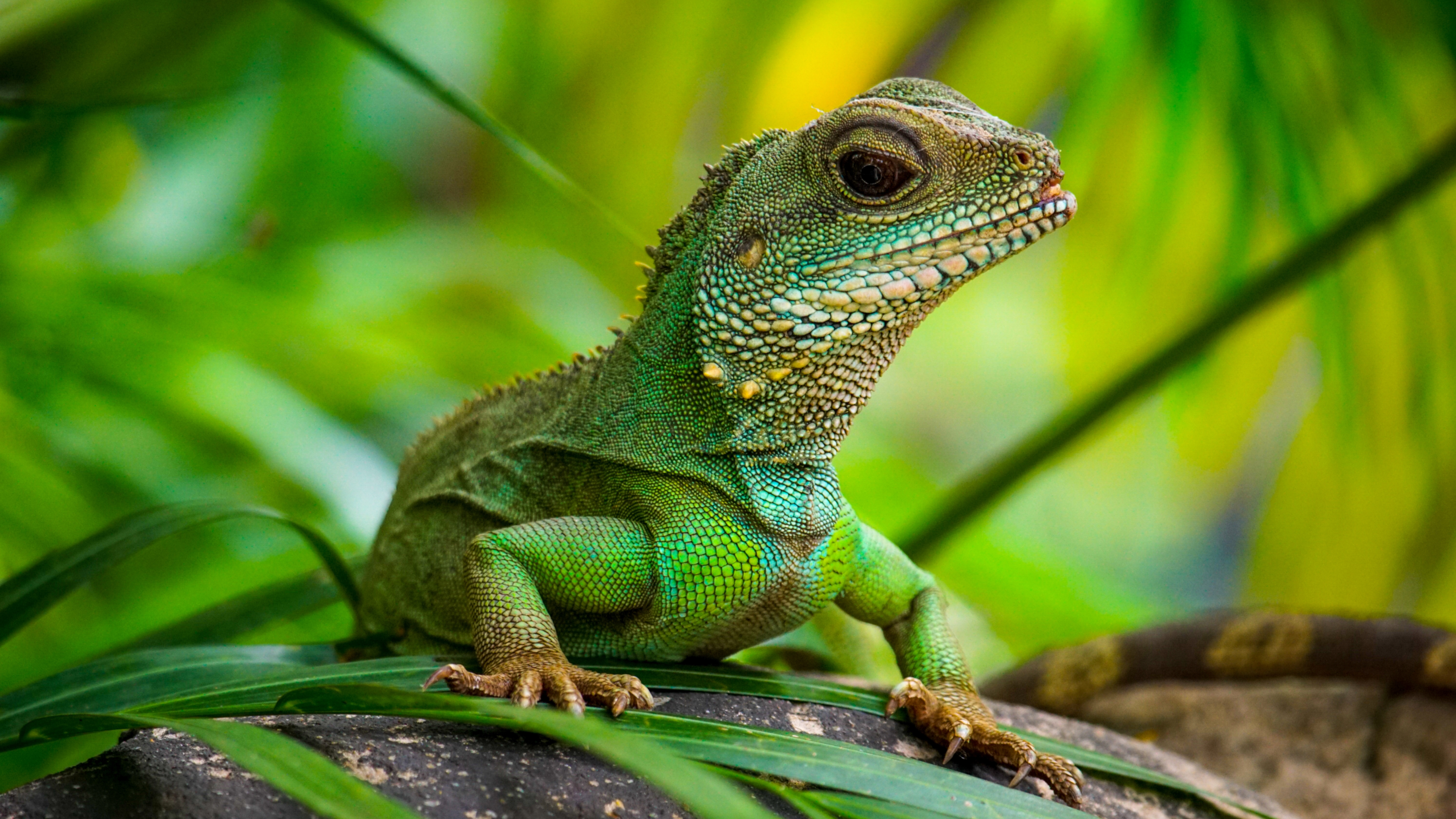 Chinese water dragon