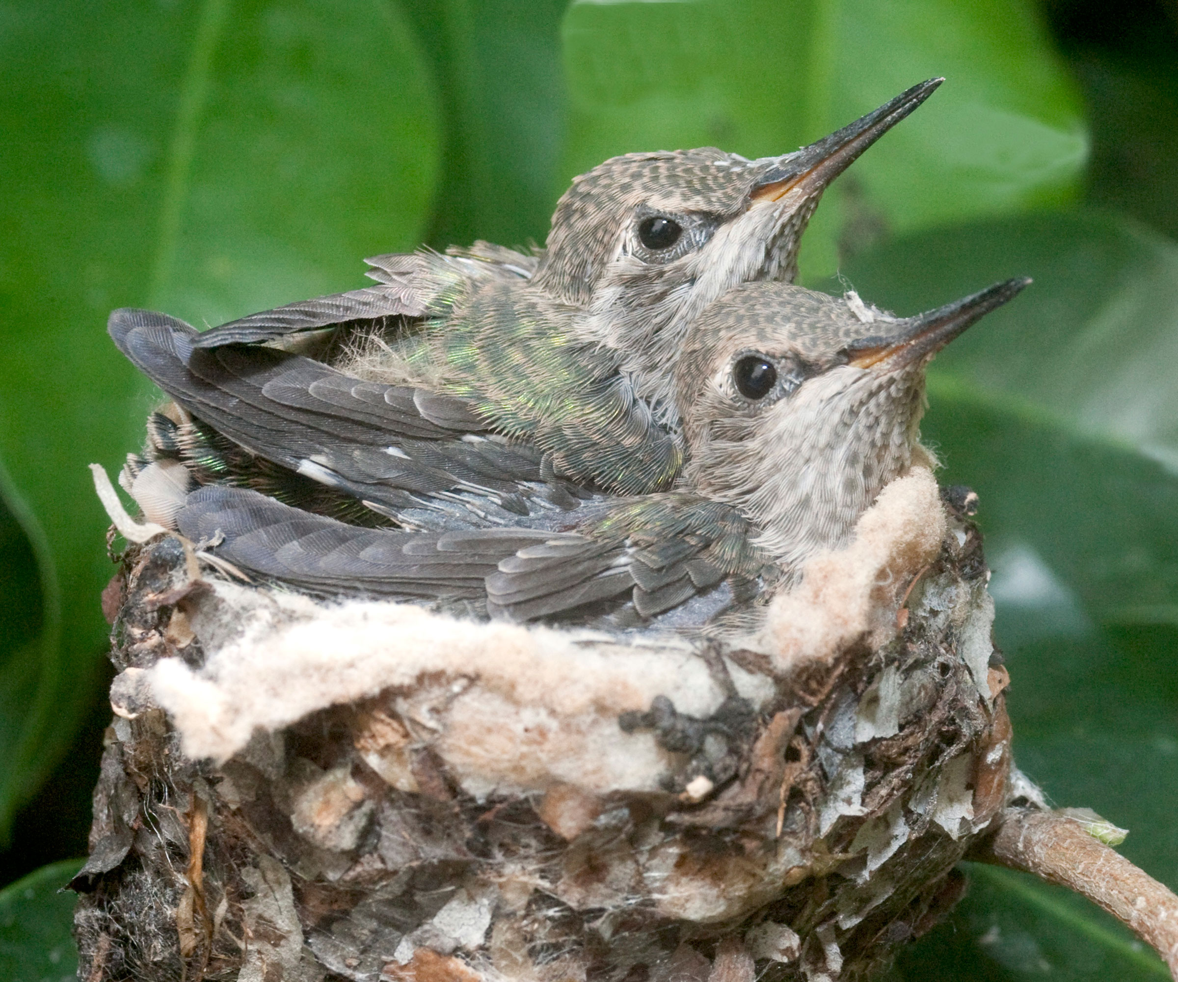 baby hummingbirds sitting in nest filled with fluff