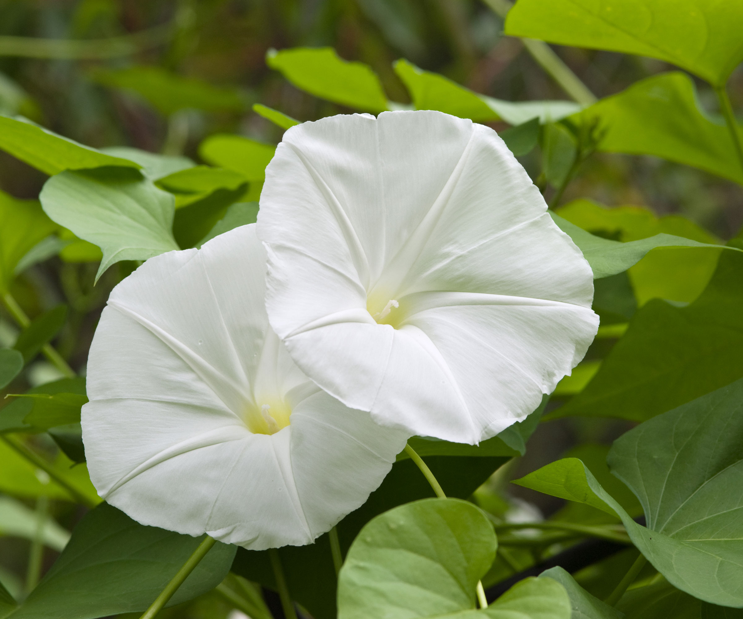 moonflower plant with white blooms