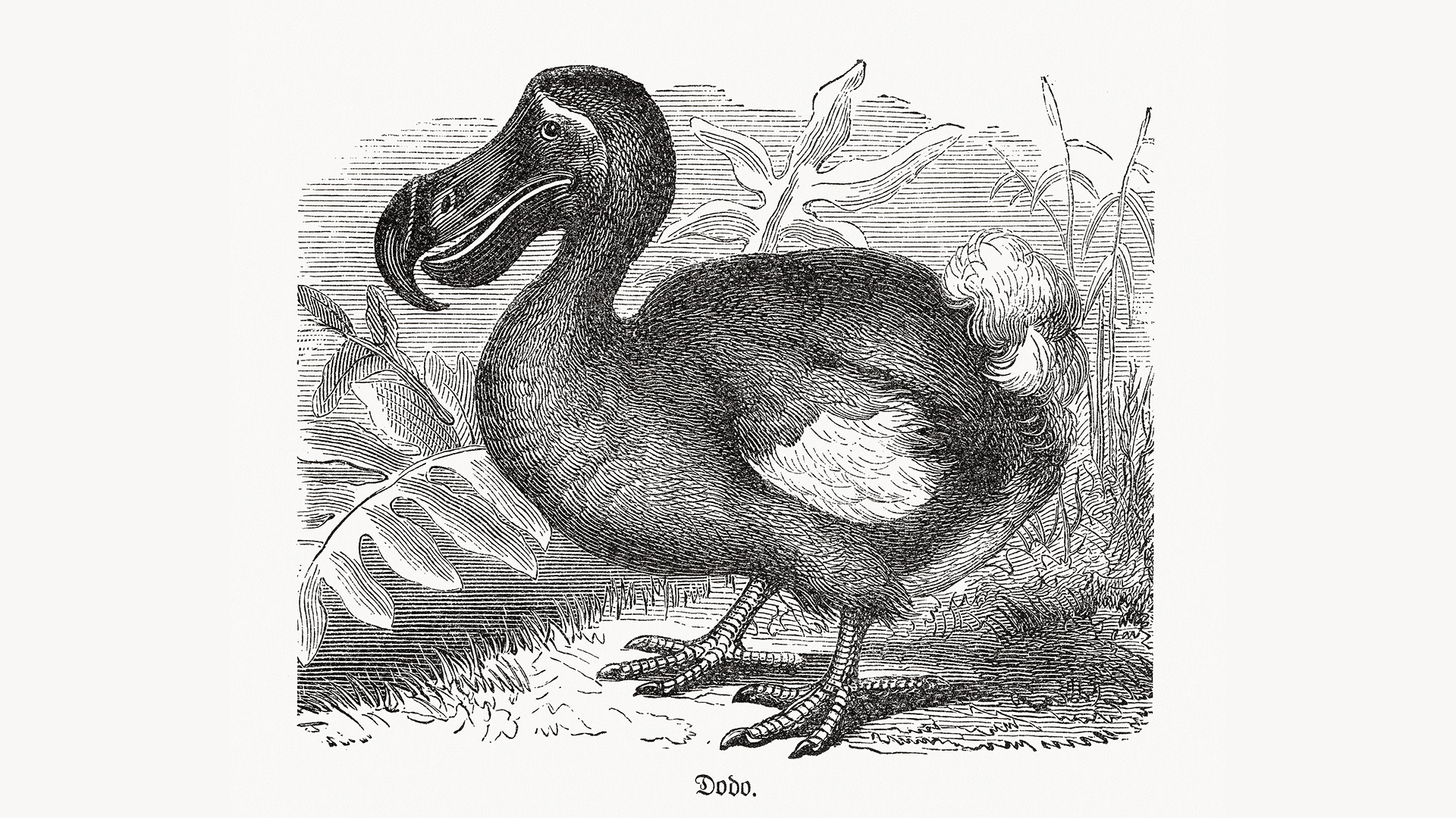Artistic representations of dodos historically represented the birds as rotund, slow and clumsy, but recent research hints otherwise.