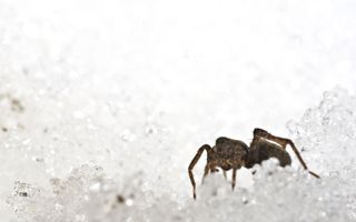 Wolf spider (Lycosidae) on the snow, rear view