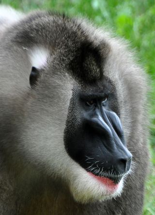 An upclose shot of the grey drill monkey's black face. 