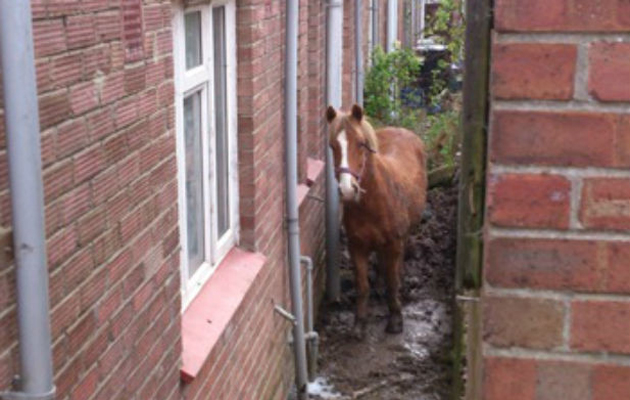 horse-alleyway.jpg
