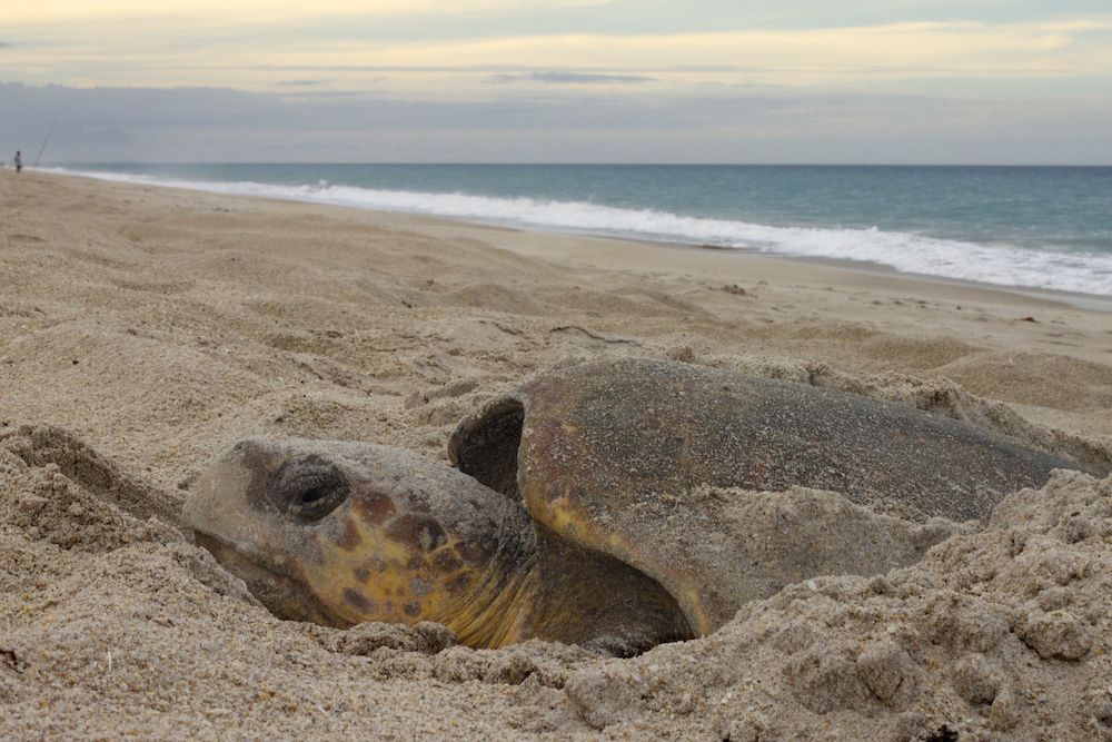 Loggerhead sea turtle