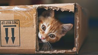 activities for cats home alone - cat in a box